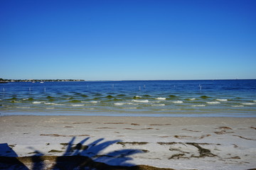 Fototapeta premium St petersburg beach and sea gull 