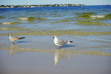 St petersburg beach in Florida USA