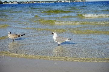 St petersburg beach and sea gull