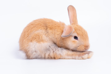 Brown bunny rabbit with different acting was isolated on white background with copy space.