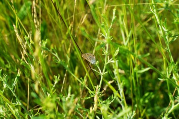 Wild Green grass texture as background image
