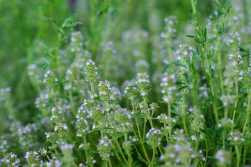 Wild Green grass texture as background image