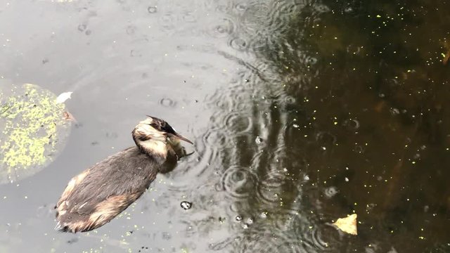 Young grebe eats a large fish with difficulty