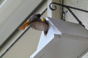 Oiseaux rouge-queue a front blanc donnent la becté a ces petits © Daniel Illam