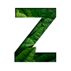 Leafs font Z made of Real alive leafs with Precious paper cut shape of font. Leafs font.
