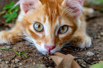 Close-up of a red cat