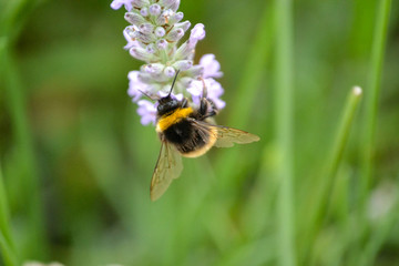 Bee Collecting Pollen from Lavender