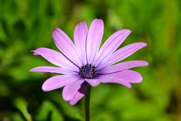 Fototapeta premium Single Purple Flower