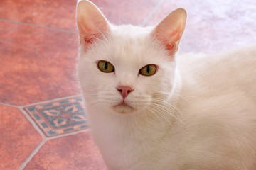Portrait of sweet white cat at home. View close up of cute beautiful white cat enjoy, rests and pose front of camera in living room of house. Domestic animal, pet concept. Happy life of cat.