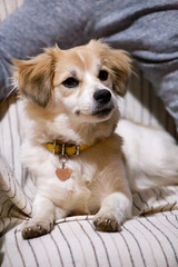 Portrait of sweet little mixed breed dog in next to his owner on bed, couch and sofa is posing for photo shoot, close up. Cute small half breed dog, pose in front of camera. Carefree pet concept.