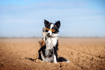 border collie dog fun walk blue sky