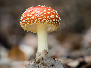 Ein roter Fliegenpilz mit weißen Punkten steht im Laub auf dem Waldboden.