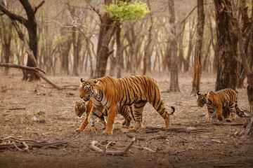 Amazing tiger in the nature habitat. Tigers pose during the golden light time. Wildlife scene with...