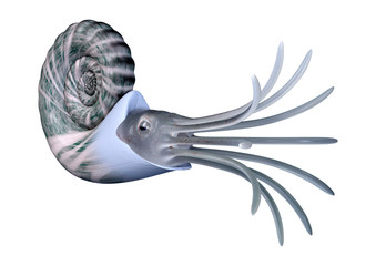 3D Rendering Ammonite on White