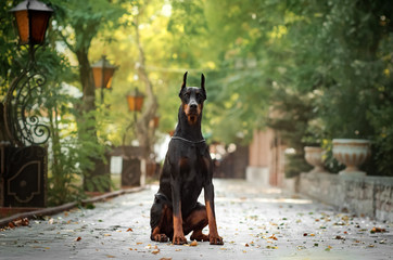 Doberman dog beautiful portrait autumn park - obrazy, fototapety, plakaty