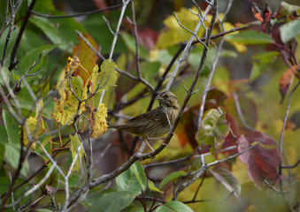 Lincoln Sparrow