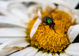 Pollen time
