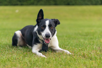 Bailey the dog resting.  Black and white Border Collie lying down on the green grass
