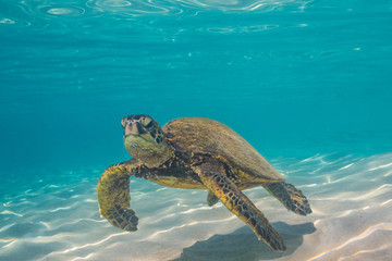 Obraz premium Turtle swimming in clear blue water over sand
