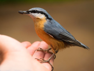 Ein bunter Vogel (Kleiber) sitzt auf einer Hand und holt sich einen Sonnenblumenkern.