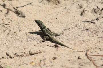 lézard