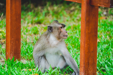 a wild monkey or ape in the zoo or jungle in Phu Quoc zoo, Vietnam