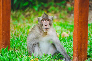 a wild monkey or ape in the zoo or jungle in Phu Quoc zoo, Vietnam