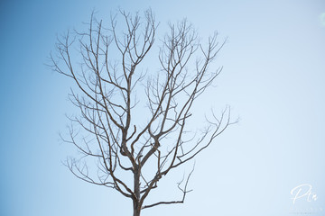 silhouette of a tree on blue background