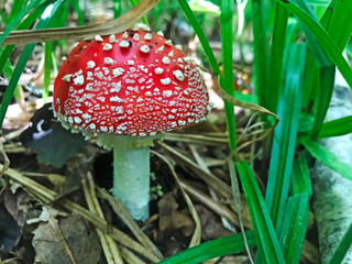 Amanita poisonous mushrooms in a clearing in the forest.