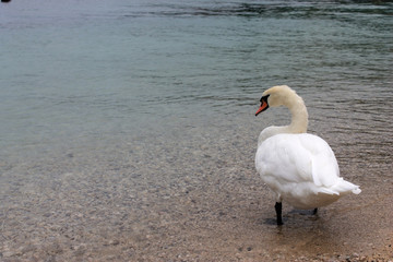 White swan on the lake