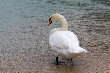 White swan on the lake