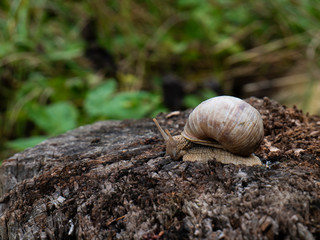Forest snail on a stump in a clearing in the forest.