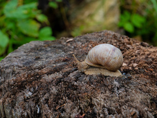 Forest snail on a stump in a clearing in the forest.