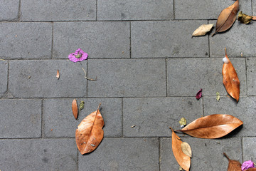 autumn leaves on wooden background