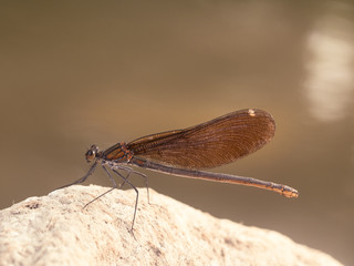 Ein Libelle sitzt mit zusammengefalteten Flügeln auf einen Stein über der Wasseroberfläche.