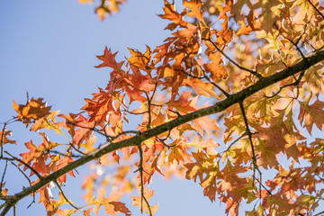 Herbst Blätter