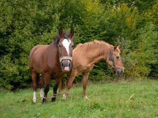 Naklejka na ściany i meble Rural horses in a clearing in the forest