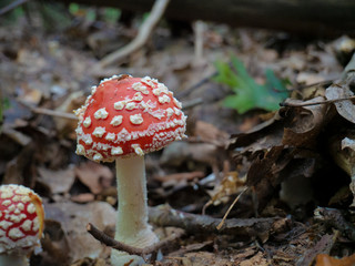 Amanita poisonous mushrooms in a clearing in the forest.