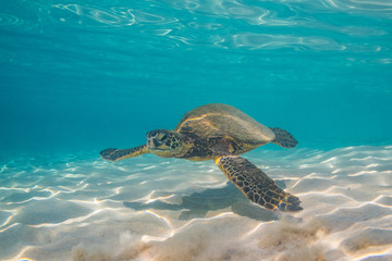 Sea turtle swimming over sand in clear blue water