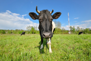 The portrait of cow on grazing on a field. Young black and white calf staring at the camera. Curious amusing cow with funny big snout and natural background