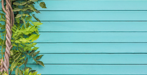 Blue aquamarine wooden background with ivy tree - Painted old wood facade with climbing green ivy plant - Vintage house front with weathered fence and evergreen foliage. Copy space
