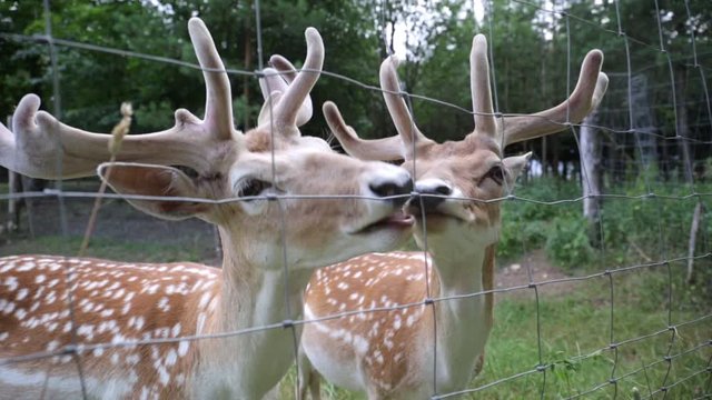 Young girl feeding fallow deer 