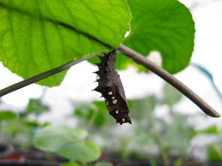 나비 번데기 (암끝검은표범나비)