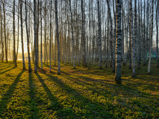 Obraz premium landscape with tree in backlight, foggy background