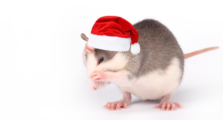 Funny young rat isolated on white. Rodent pets. Domesticated rat close up.