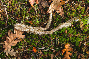 Vipera skin rest after shedding