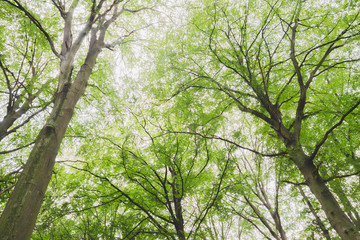 Obraz premium Fagus sylvatica trees green foliage