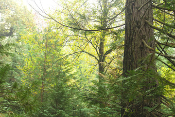 Mixed woodland in autumn with evergreen and deciduous trees