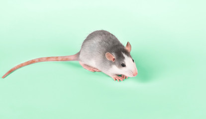 Funny young rat isolated on mint background. Rodent pets. Domesticated rat close up. Rat washes its face with its paws
