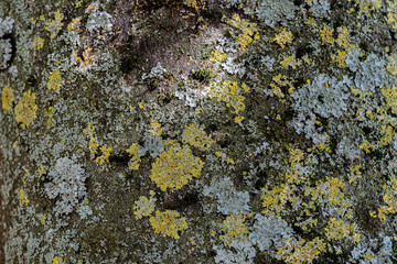 Natur Texture